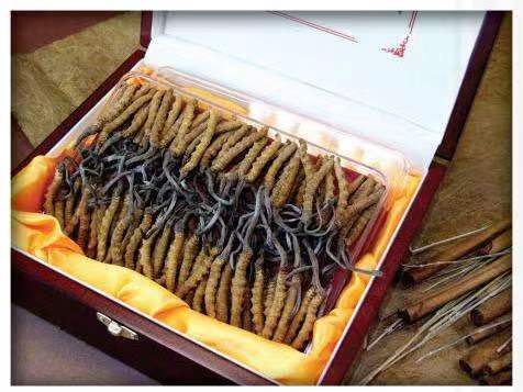 前锋冬虫夏草回收